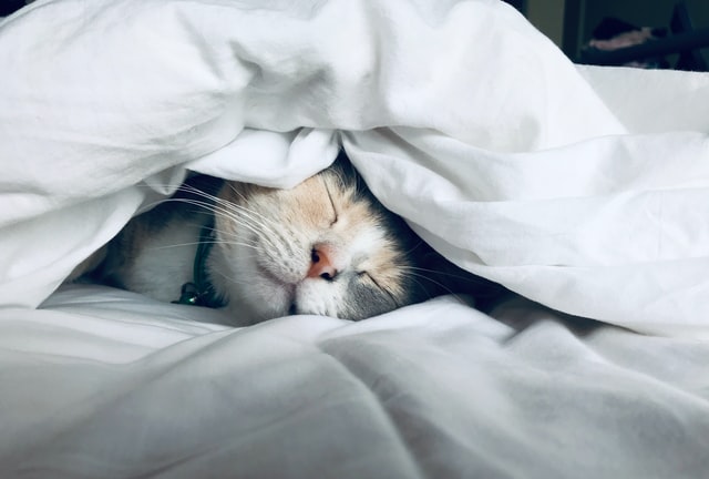 kitten in the blankets